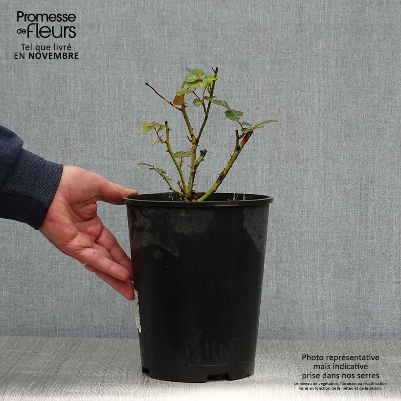 Spécimen de Rosier à fleurs groupées Laminuette Pot de 2L/3L tel que livré en automne