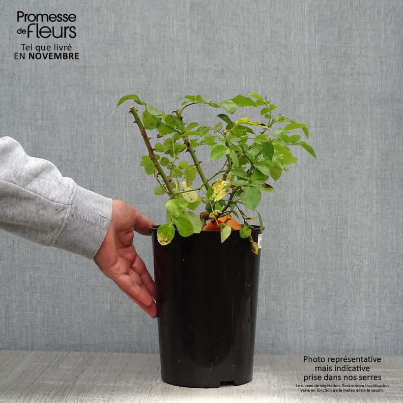 Spécimen de Rosier à fleurs groupées Leonardo da Vinci Pot de 4L/5L tel que livré en automne