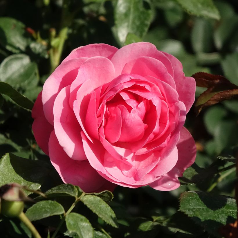 Rosier à fleurs groupées Leonardo da Vinci (Floraison)