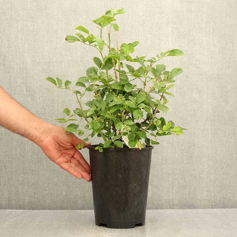 Spécimen de Rosier à fleurs groupées Lili Marleen Pot de 4L/5L tel que livré en été