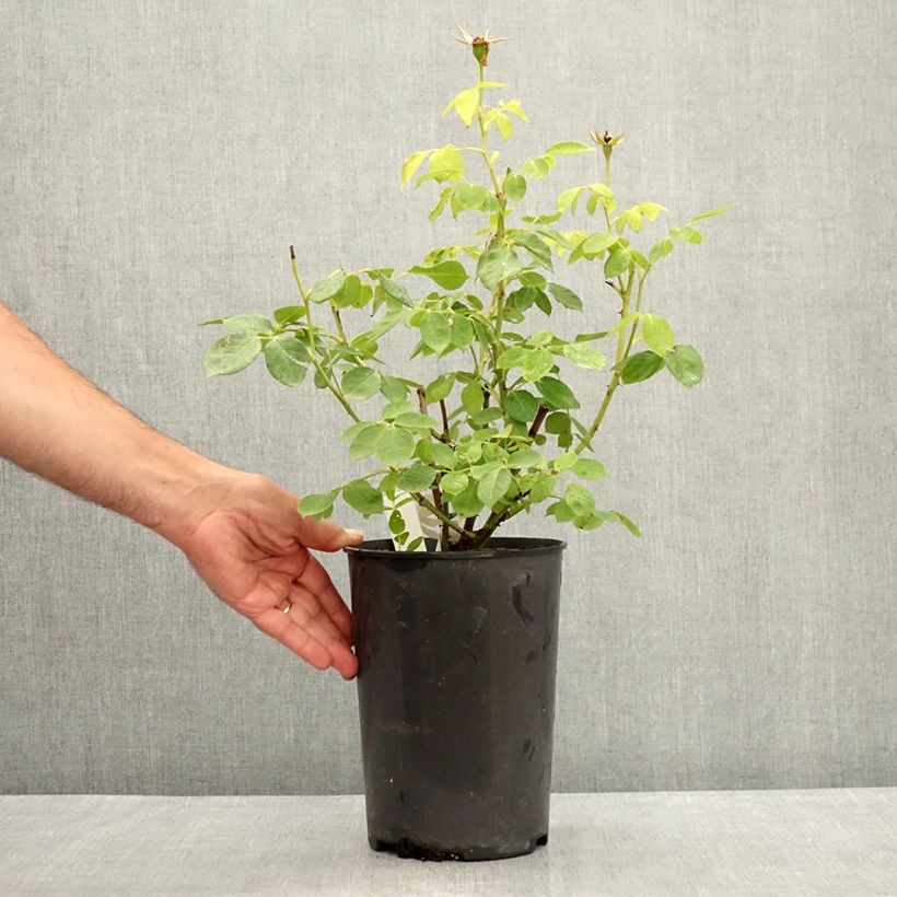 Spécimen de Rosier à fleurs groupées Love letter Pot de 4L/5L tel que livré en été