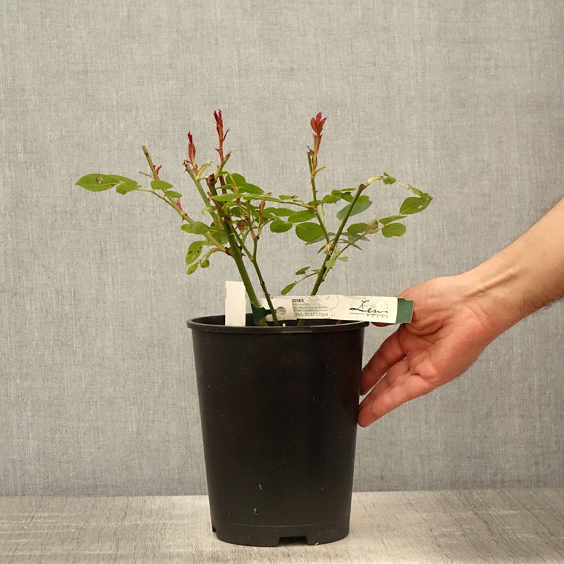 Spécimen de Rosier à fleurs groupées Love letter - Pot de 4L/5L tel que livré au printemps