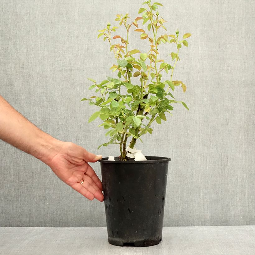 Spécimen de Rosier à fleurs groupées Marc's Jubilée Pot de 4L/5L tel que livré en été