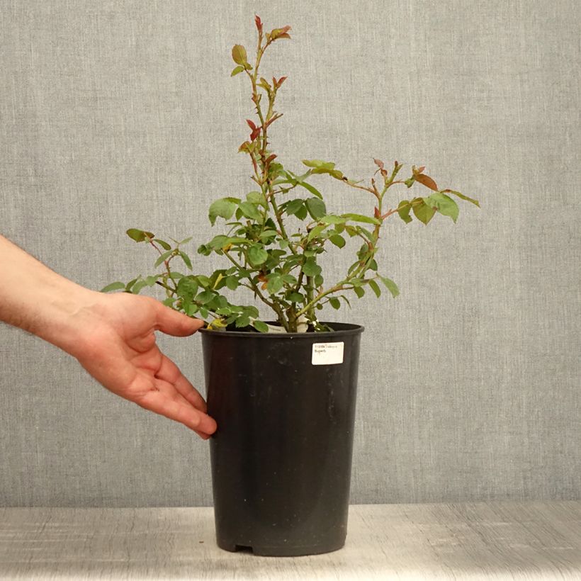 Spécimen de Rosier à fleurs groupées Marc's Jubilée - Pot de 4L/5L tel que livré au printemps