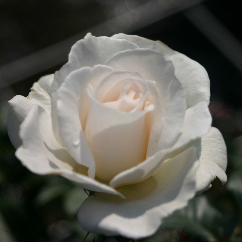 Rosier à fleurs groupées Margaret Merril (Floraison)