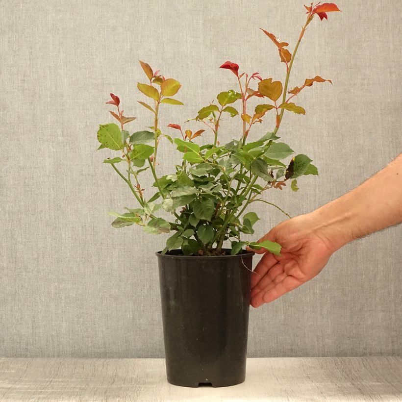 Spécimen de Rosier à fleurs groupées Margaret Merril Pot de 2L/3L tel que livré en été