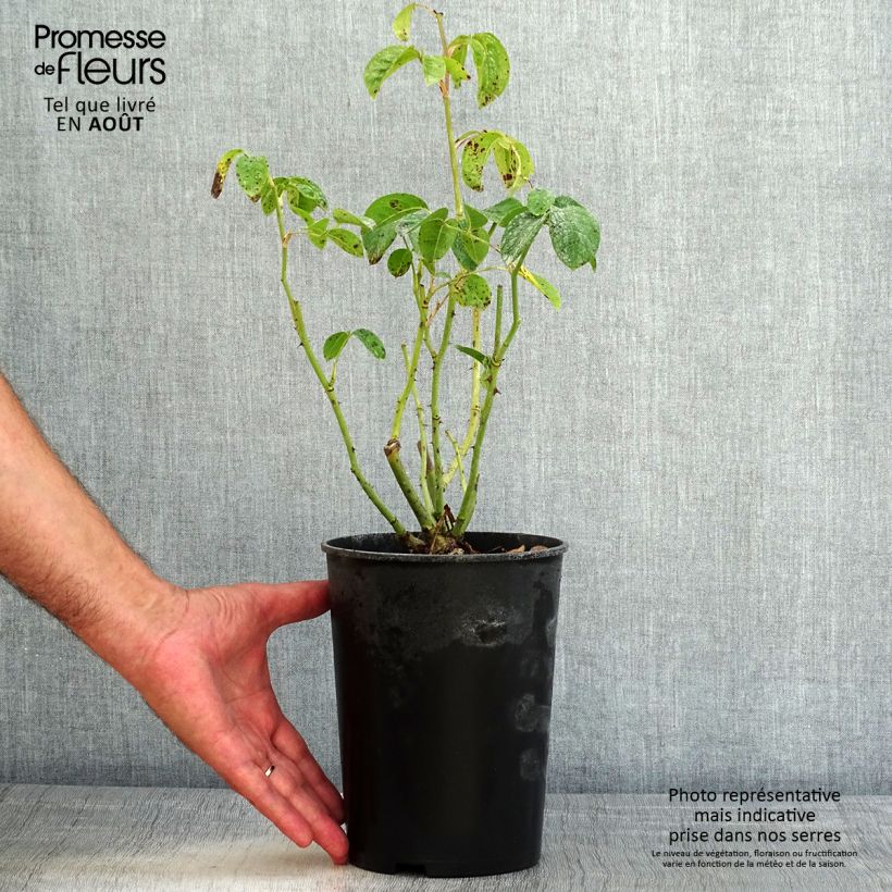Spécimen de Rosier à fleurs groupées Maria Mathilda Pot de 3L/4L tel que livré en été