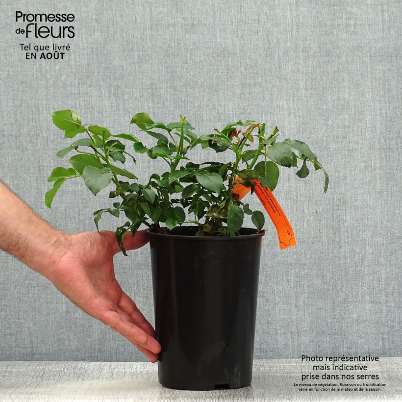 Spécimen de Rosier à fleurs groupées Marie Curie Pot de 2L/3L tel que livré en été