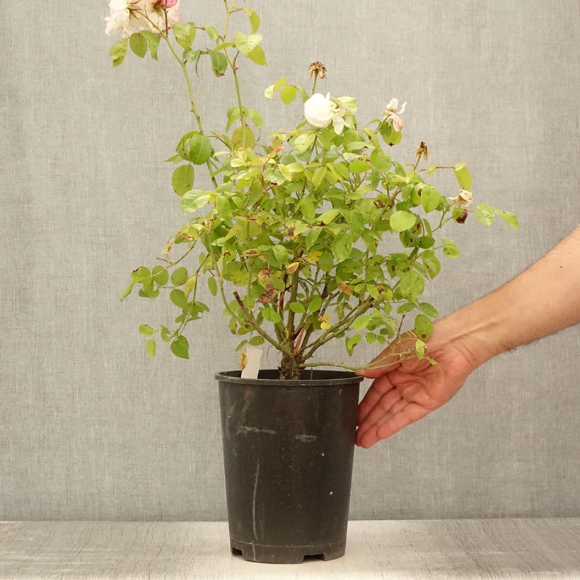 Spécimen de Rosier à fleurs groupées Marina Picasso Pot de 4L/5L tel que livré en été