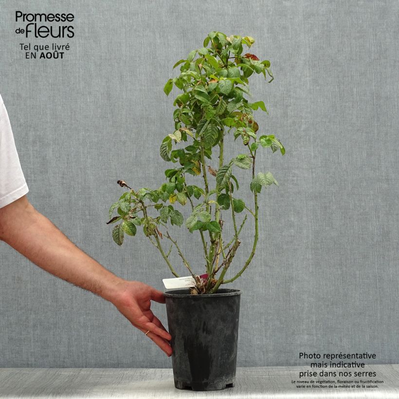 Spécimen de Rosier à fleurs groupées Mascaret Pot de 4L/5L tel que livré en été