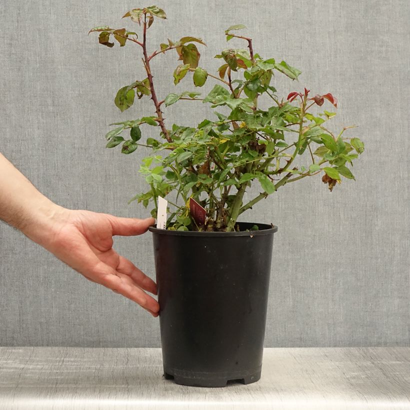 Spécimen de Rosier à fleurs groupées Mascaret - pot de 4L/5L tel que livré au printemps