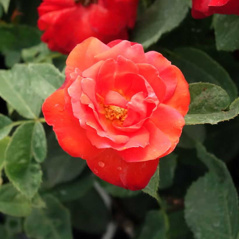 Rosier à fleurs groupées Orange Sensation (Floraison)