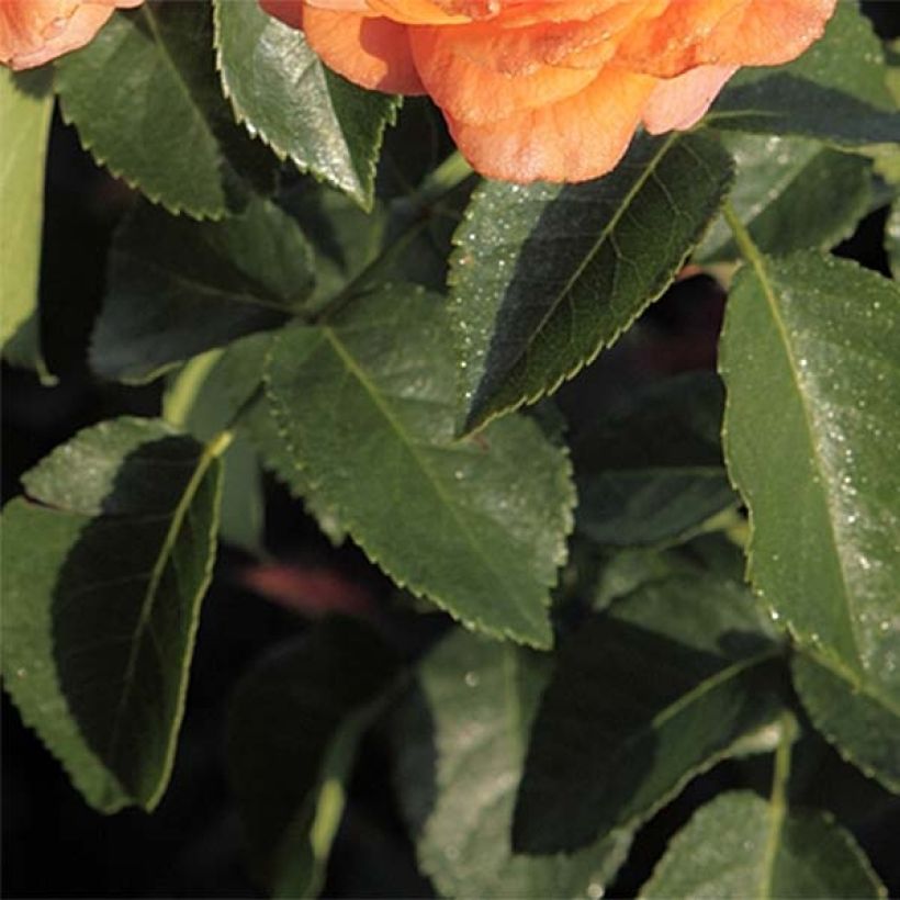 Rosier à fleurs groupées Orangerie (Feuillage)
