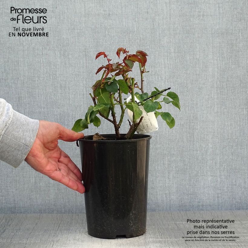 Spécimen de Rosier à fleurs groupées Orangerie Pot de 2L/3L tel que livré en automne