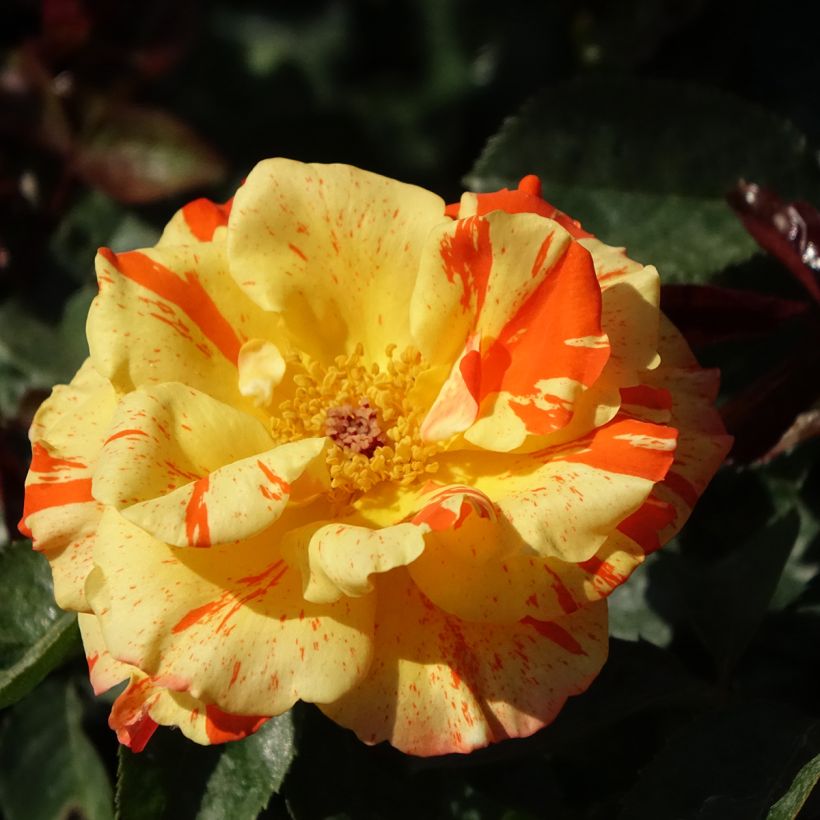 Rosier à fleurs groupées Oranges and Lemons (Floraison)