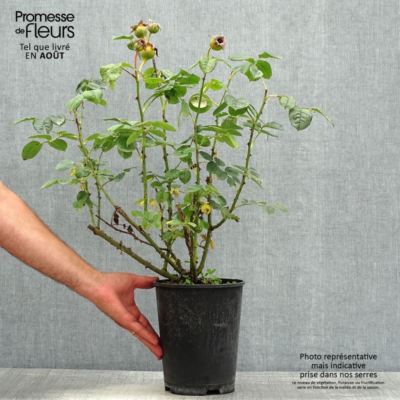 Spécimen de Rosier à fleurs groupées Park Abbey Rose Pot de 4L/5L tel que livré en été