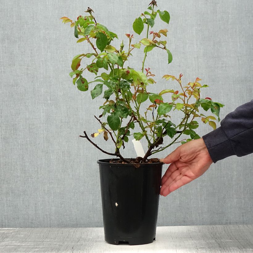 Spécimen de Rosier à fleurs groupées Peace and Love Pot de 4L/5L tel que livré en été