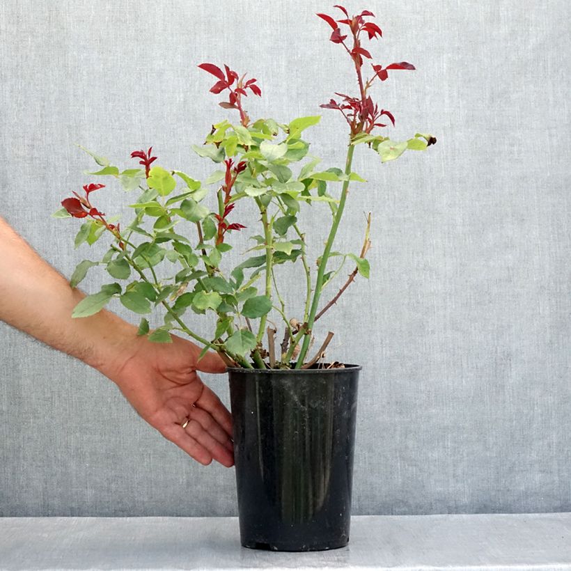 Spécimen de Rosier à fleurs groupées Pernille Poulsen Pot de 2L/3L tel que livré en été