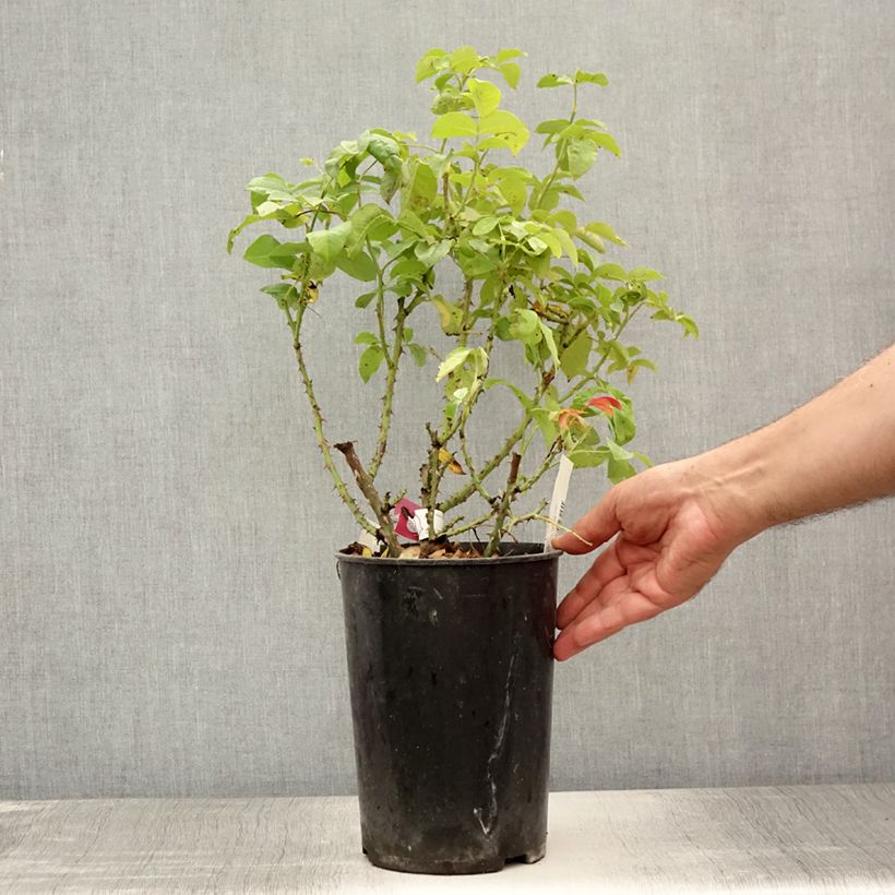 Spécimen de Rosier à fleurs groupées Pick'n Go Pot de 4L/5L tel que livré en été