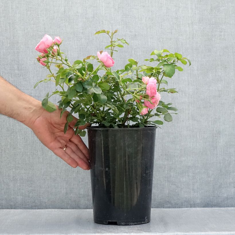 Spécimen de Rosier à fleurs groupées Pomponella Pot de 4L/5L tel que livré en été