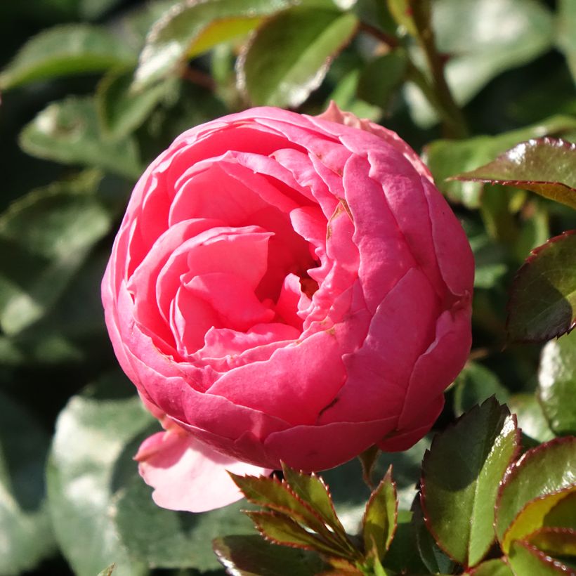 Rosier à fleurs groupées Pomponella (Floraison)