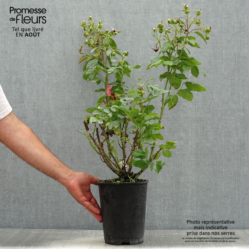 Spécimen de Rosier à fleurs groupées Quinte Flush Pot de 4L/5L tel que livré en été