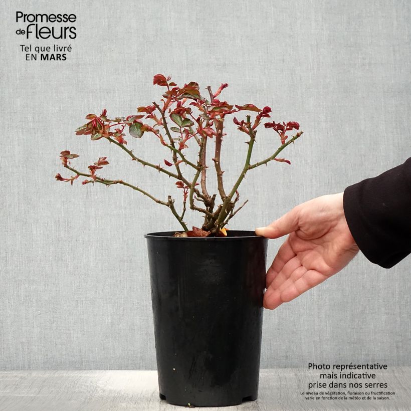 Spécimen de Rosier à fleurs groupées Red Leonardo da Vinci en pot de 4L tel que livré au printemps