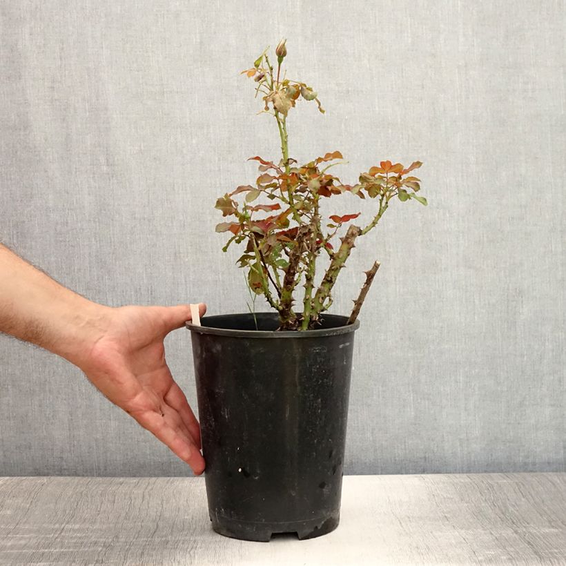 Spécimen de Rosier à fleurs groupées Remembrance Pot de 2L/3L tel que livré en été