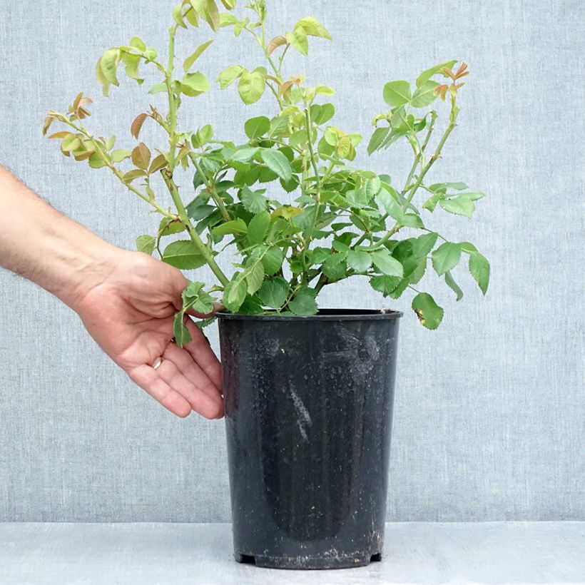 Spécimen de Rosier à fleurs groupées Rhapsody In Blue Pot de 4L/5L tel que livré en été