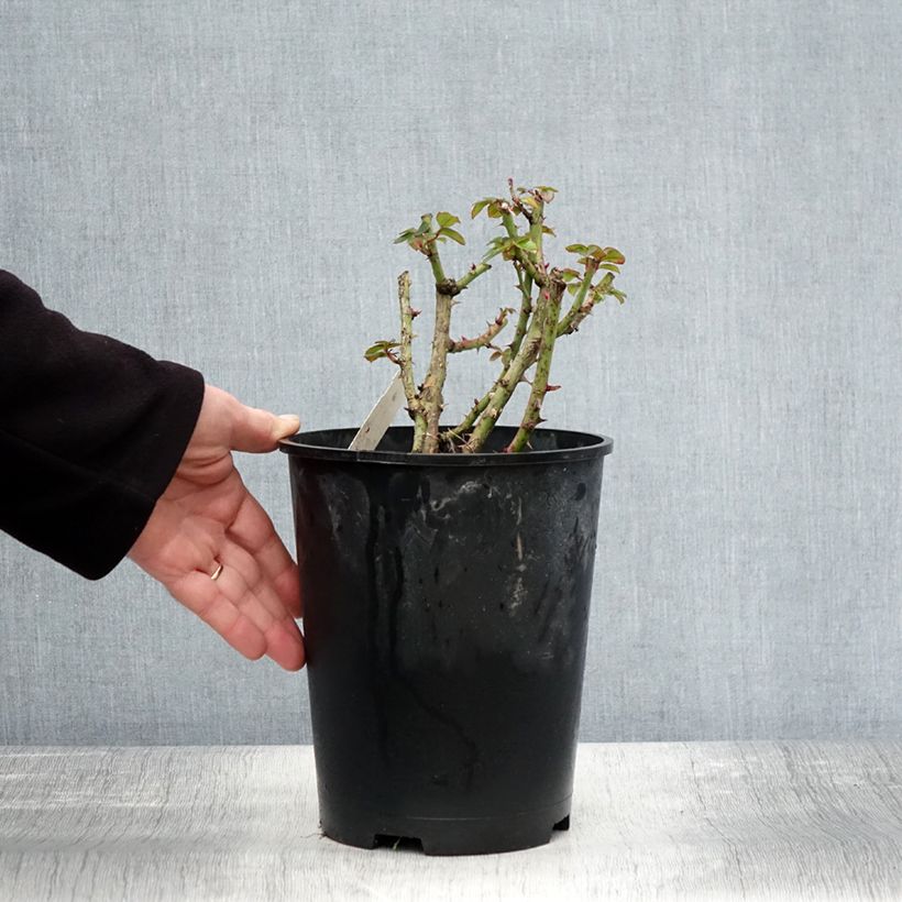 Spécimen de Rosier à fleurs groupées Rochemenier Village Pot de 4L/5L tel que livré en automne