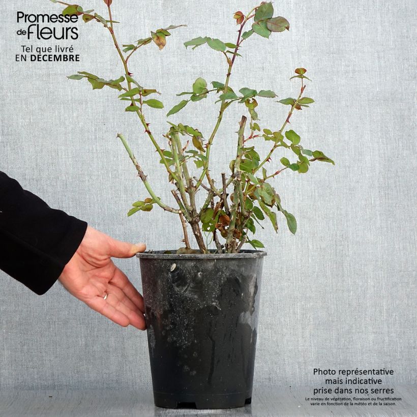 Spécimen de Rosier à fleurs groupées Salto Pot de 4L/5L tel que livré en automne
