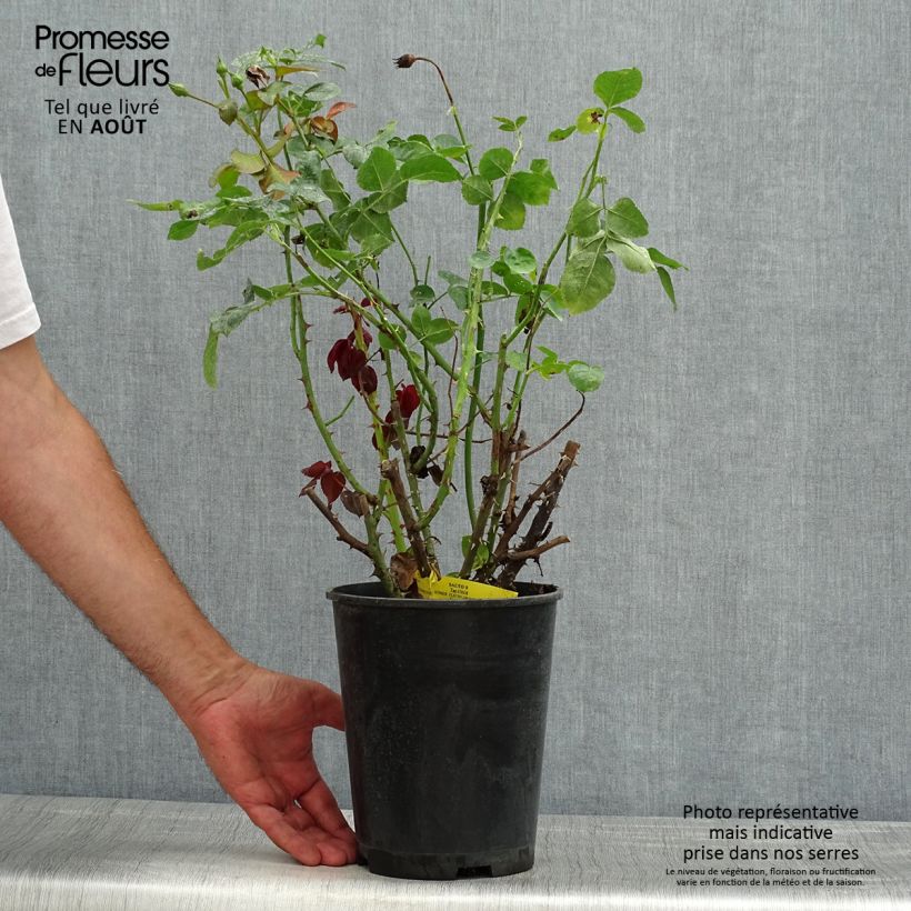 Spécimen de Rosier à fleurs groupées Salto Pot de 4L/5L tel que livré en été