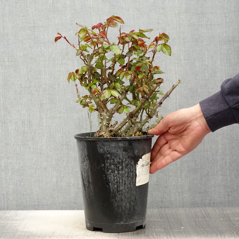 Spécimen de Rosier à fleurs groupées Salto - Pot de 4L/5L tel que livré au printemps