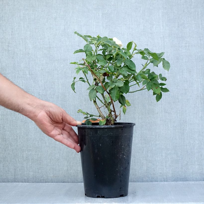 Spécimen de Rosier à fleurs groupées Sophia Romantica  Pot de 4L/5L tel que livré en été
