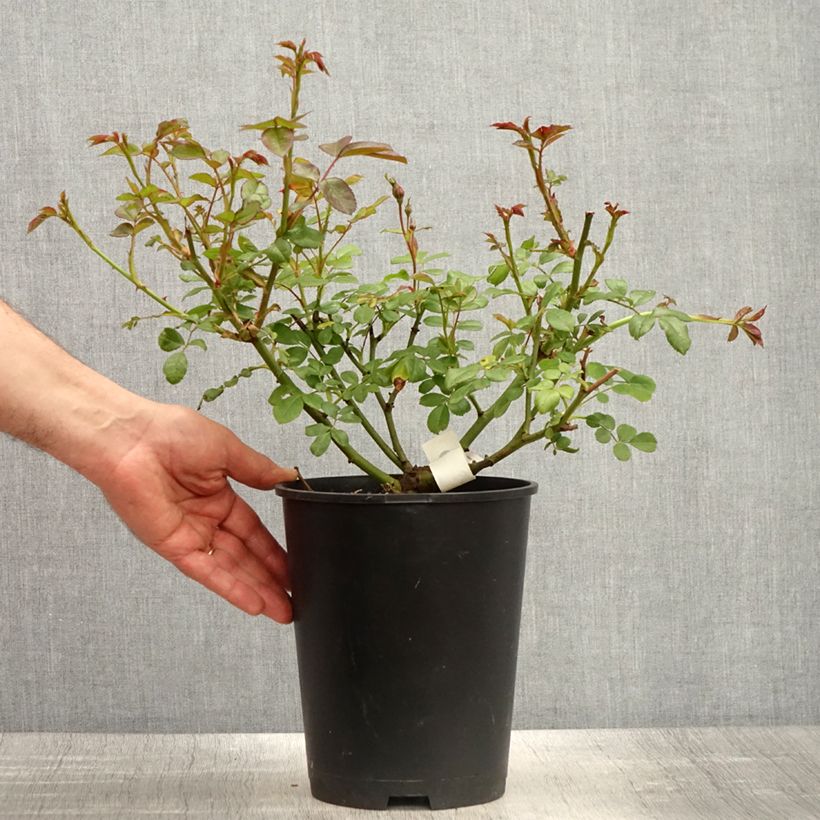 Spécimen de Rosier à fleurs groupées Sourire de Sylvie - Pot de 4L/5L tel que livré au printemps