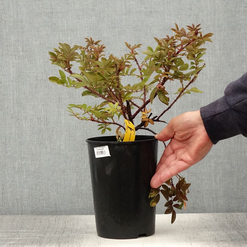 Spécimen de Rosier à fleurs groupées Strandperle Norderney - Rosa (x) rugosa Pot de 4L/5L tel que livré en été