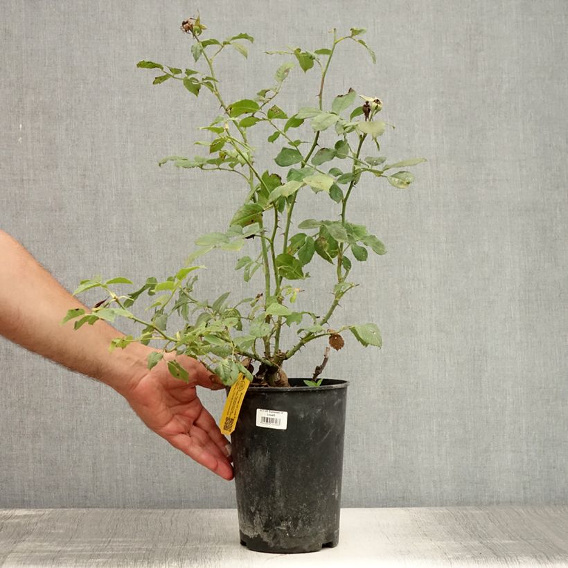 Spécimen de Rosier à fleurs groupées Summer of Love Pot de 2L/3L tel que livré en été