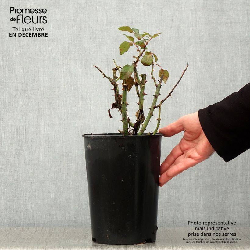 Spécimen de Rosier à fleurs groupées Tobago Pot de 4L/5L tel que livré en automne