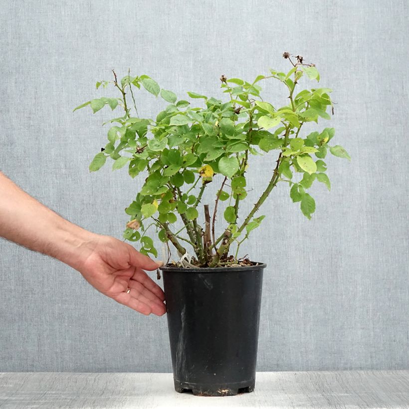 Spécimen de Rosier à fleurs groupées Utopia Pot de 3L/4L tel que livré en été