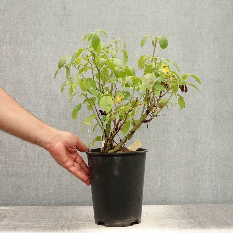 Spécimen de Rosier à fleurs groupées Ville de Saumur Pot de 4L/5L tel que livré en été