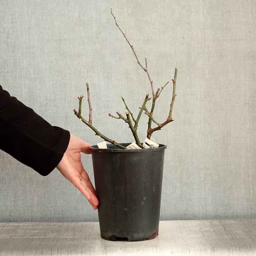 Spécimen de Rosier à fleurs groupées Walferdange Pot de 4L/5L tel que livré en hiver