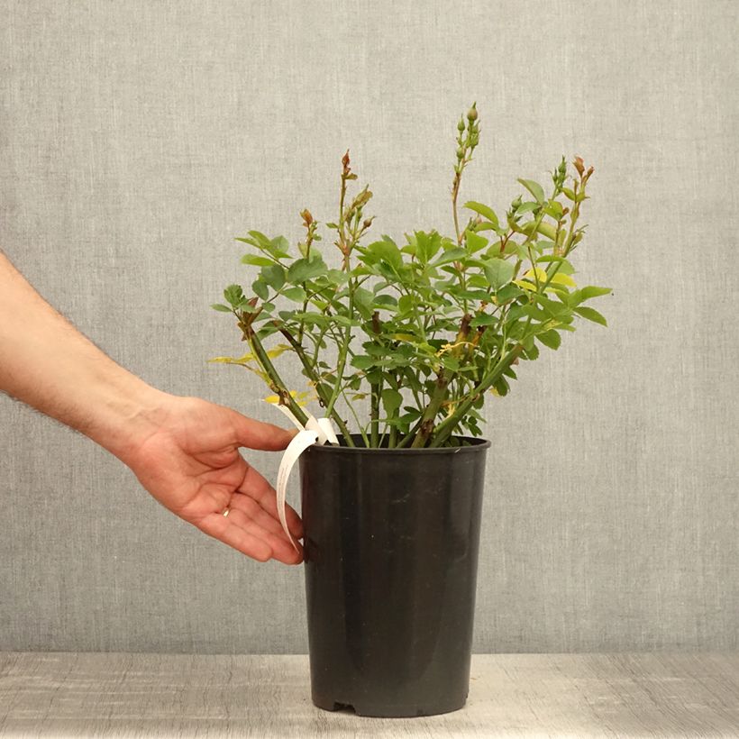 Spécimen de Rosier à fleurs groupées Walferdange - Pot de 4L/5L tel que livré au printemps