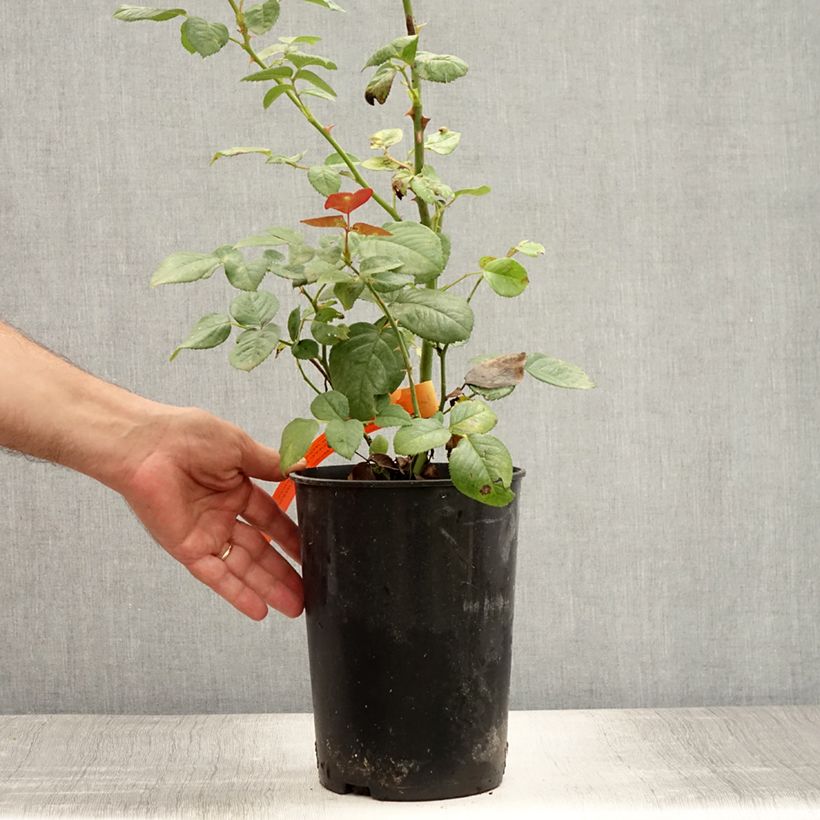 Spécimen de Rosier à grandes fleurs Abbaye de Cluny Pot de 4L/5L tel que livré en été