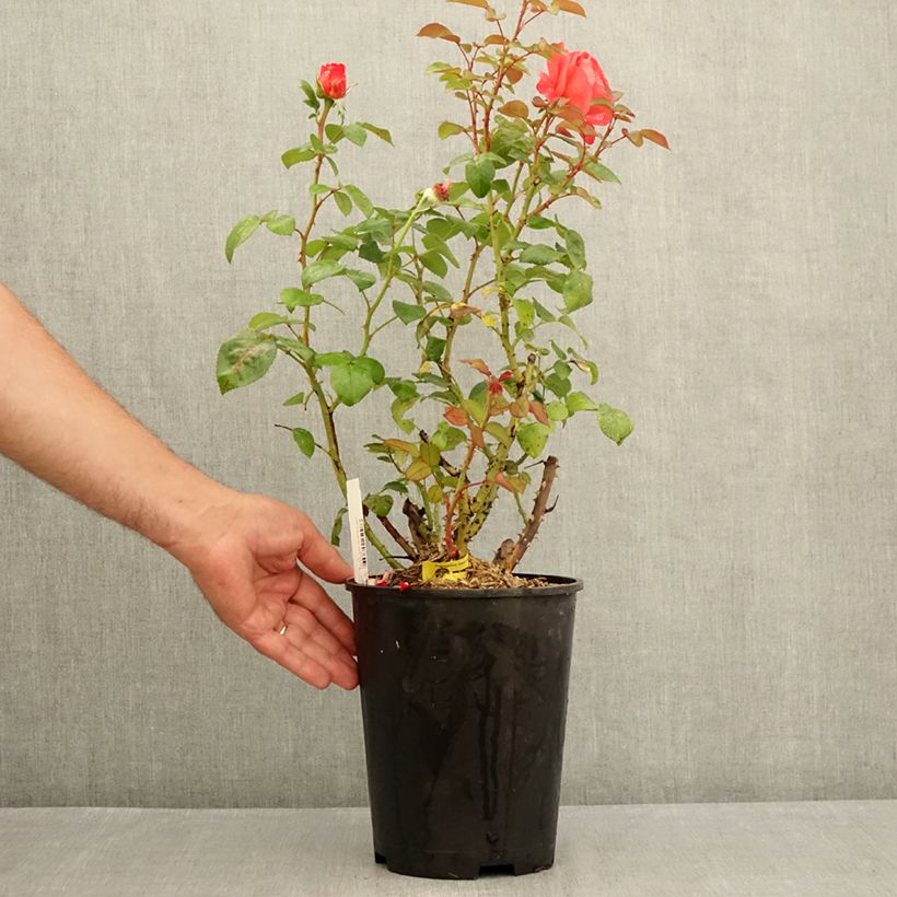 Spécimen de Rosier à grandes fleurs Agatha Pot de 4L/5L tel que livré en été
