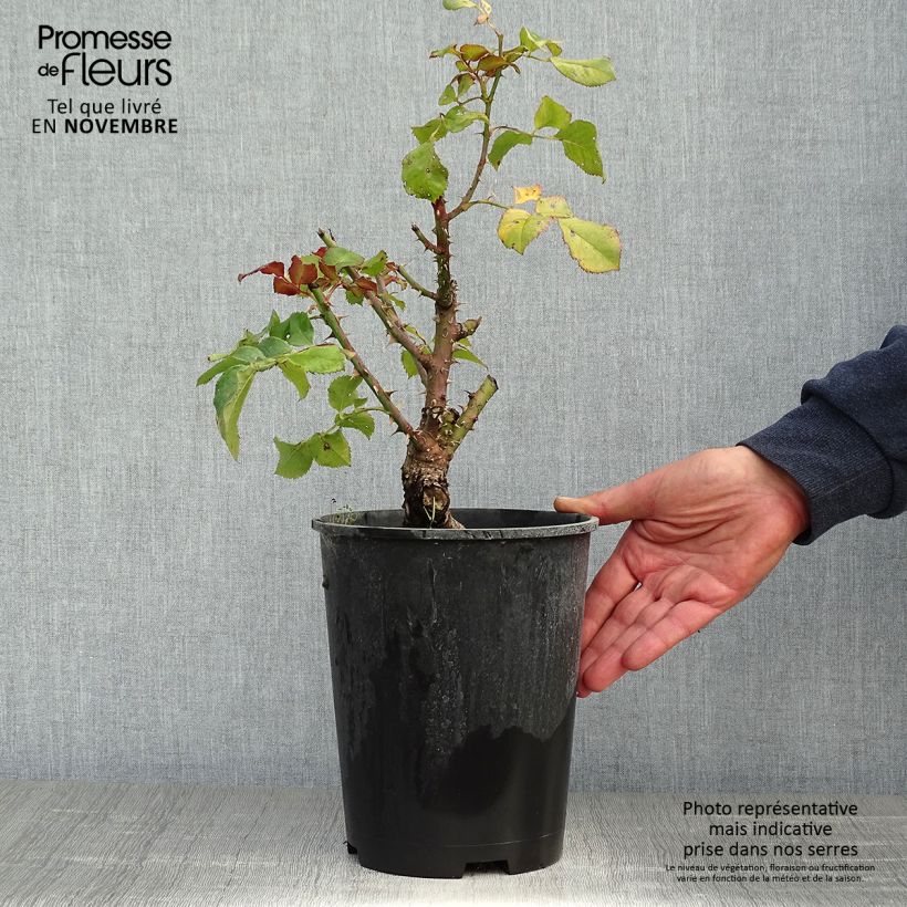 Spécimen de Rosier à grandes fleurs Agnès B Pot de 4L/5L tel que livré en automne