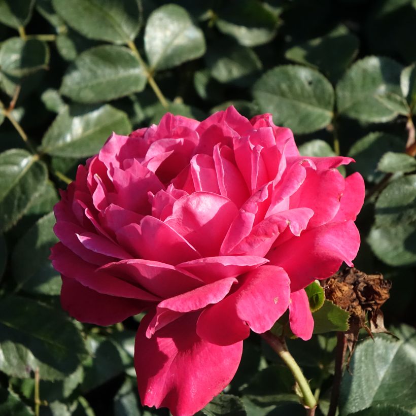 Rosier à grandes fleurs Alexandre Astier (Floraison)