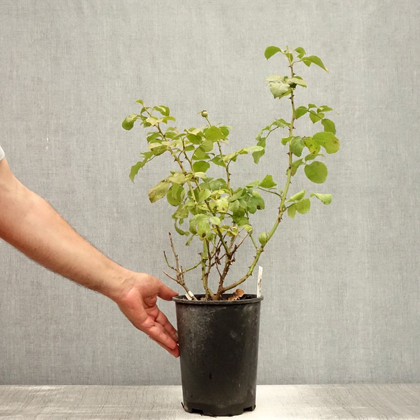 Spécimen de Rosier à grandes fleurs Alissar Princess of Phoenicia Pot de 4L/5L tel que livré en été