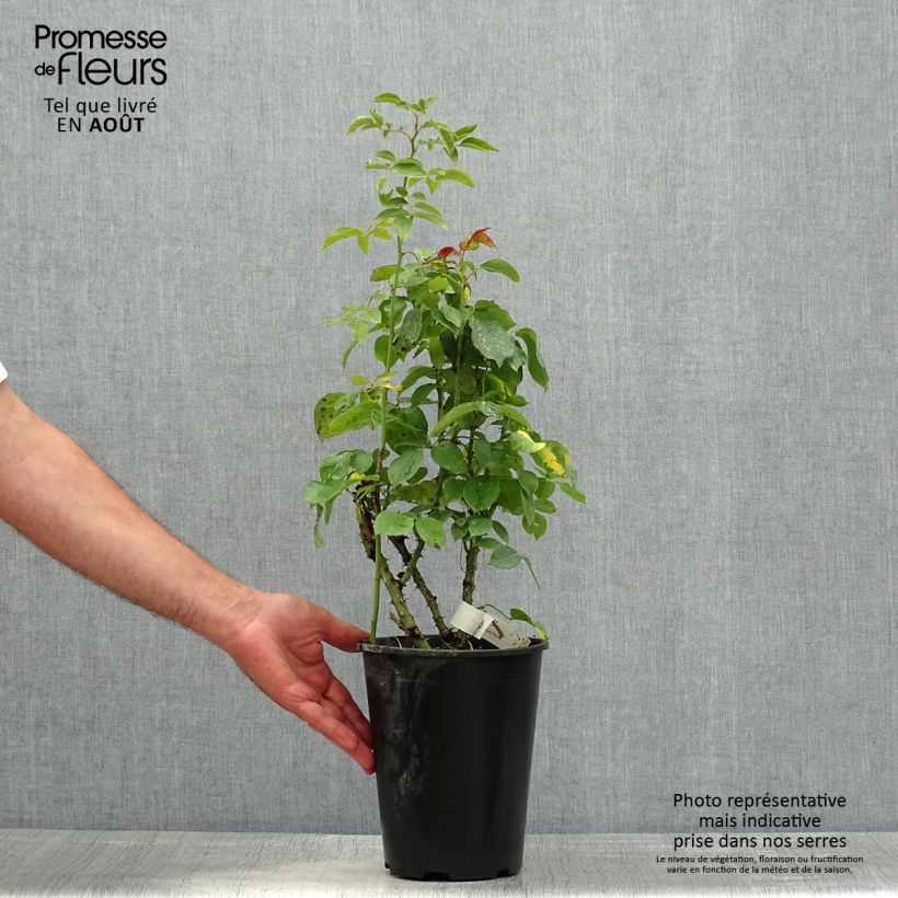 Spécimen de Rosier à grandes fleurs Anahe Pot de 4L/5L tel que livré en été