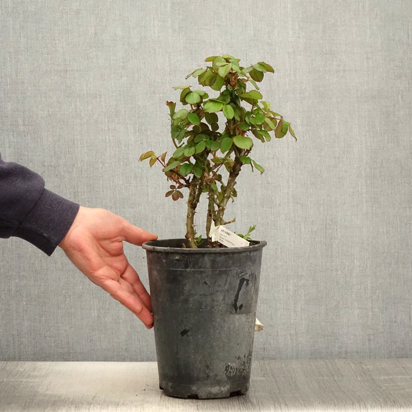 Spécimen de Rosier à grandes fleurs Anahe - pot de 4L/5L tel que livré au printemps