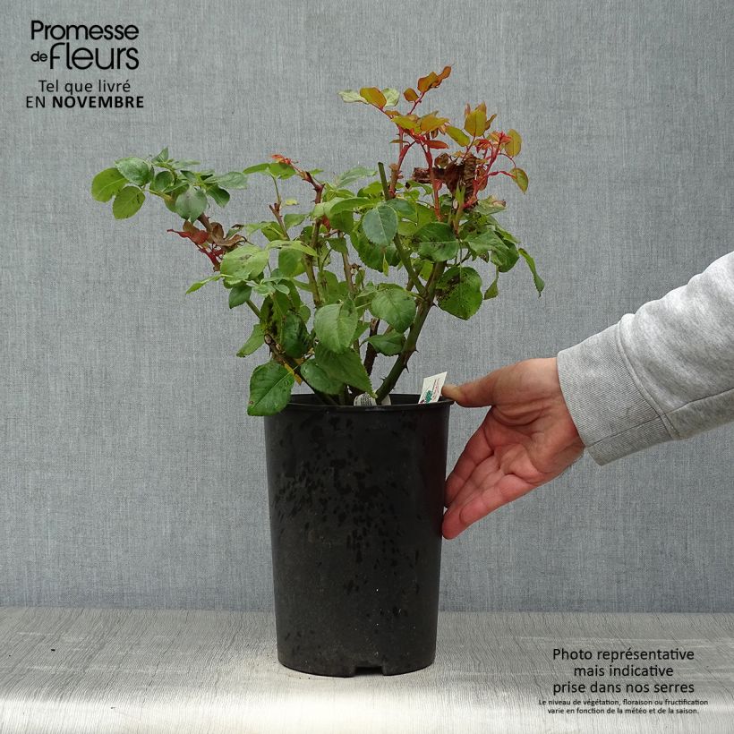 Spécimen de Rosier à grandes fleurs Anastasia Pot de 4L/5L tel que livré en automne